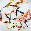 Toledo Goldfish Standard Fin Koi, Variety of Colors and Patterns - Beautiful Live Fish Perfect for Ponds, Tanks, and Aquariums - 4-5 Inches, 10 Count