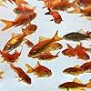 Toledo Goldfish Comet Feeder Goldfish: Live Feeder Goldfish Perfect for Stocking Ponds, Tanks, and Aquariums – 0.75 to 1.5 inches, 10 Fish